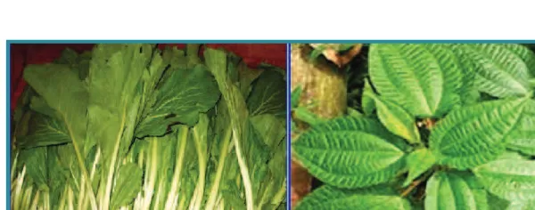 Gambar 4.2 Sayuran daun sawi dan pohpohan 