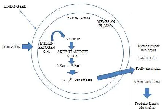 Gambar 2.3.  Fisiologi etilen terhadap penundaan penggumpalan pada pembuluh lateks dan masa aliran lateks