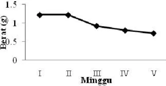 Gambar 3. Grafik pertumbuhan rumput laut pada stasiun III. 