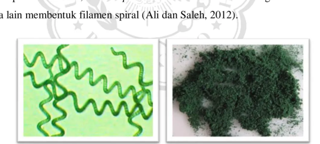 Gambar 1. Spirulina platensis (kiri), dalam bentuk serbuk (kanan). 