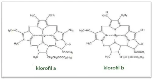 Gambar 2. Rumus struktur klorofil a (kiri) dan klorofil b (kanan)  [Sumber: Song dan Banyo, 2011] 