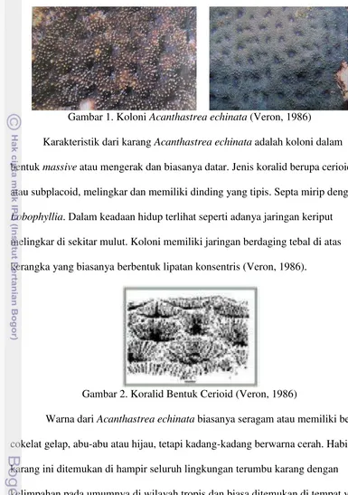 Gambar 1. Koloni Acanthastrea echinata (Veron, 1986) 
