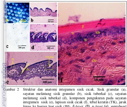 Gambar  2 Struktur dan anatomi integumen sisik cicak. Sisik granular (a), 