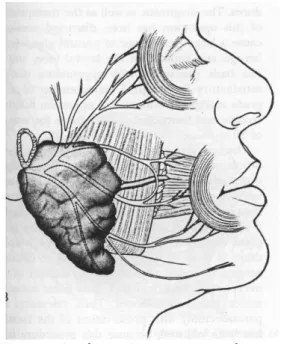 Gambar 1. Anatomi N. Fasialis.