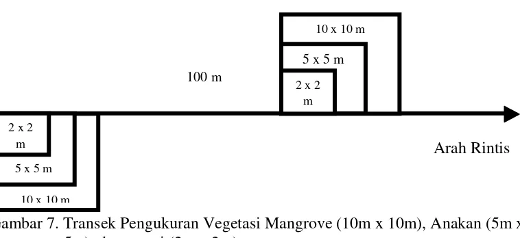 Gambar 7. Transek Pengukuran Vegetasi Mangrove (10m x 10m), Anakan (5m x    5m), dan semai (2m x 2m)