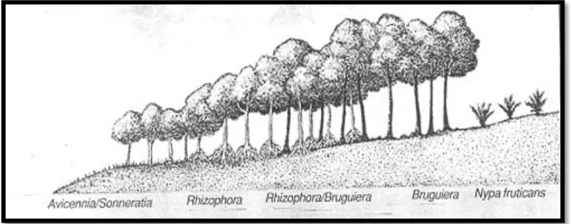 Gambar 1. Zonasi Mangrove (Sumber: Bengen, 2004) 