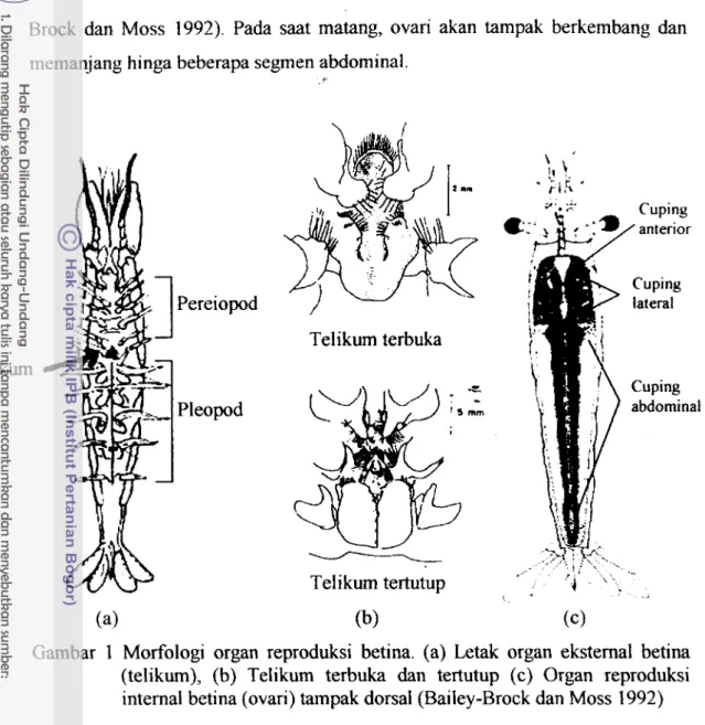 Gambar  1  Morfologi  organ  reproduksi  betina.  (a)  Letak  organ  eksternal  betina  (telikum),  (b)  Telikum  terbuka  dan  tertutup  (c)  Organ  reproduksi  internal betina (ovari) tampak dorsal (Bailey-Brock dan Moss 1992) 