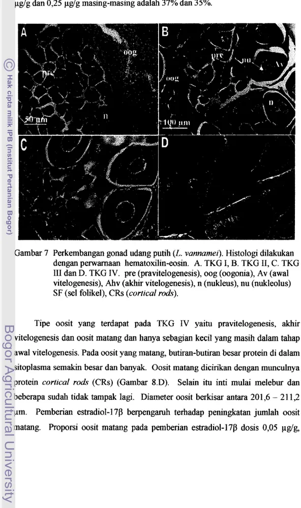 Gambar 7  Perkembangan gonad udang putih (L. vannamei). Histologi dilakukan  dengan perwarnaan  hematoxilin-eosin