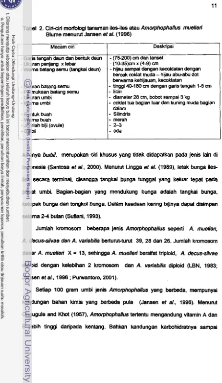 Tabel 2. Ciriciri morfologi tanaman iles-iles atau Amorphophallus muellen' 