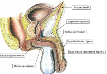 Gambar 2.1.  Anatomi penis  28