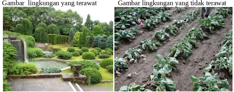 Gambar  lingkungan yang terawat            Gambar lingkungan yang tidak terawat