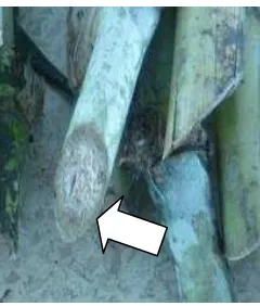 Gambar 3. Stek yang Ditumbuhi oleh Cendawan (Ditunjukkan oleh Tanda 
