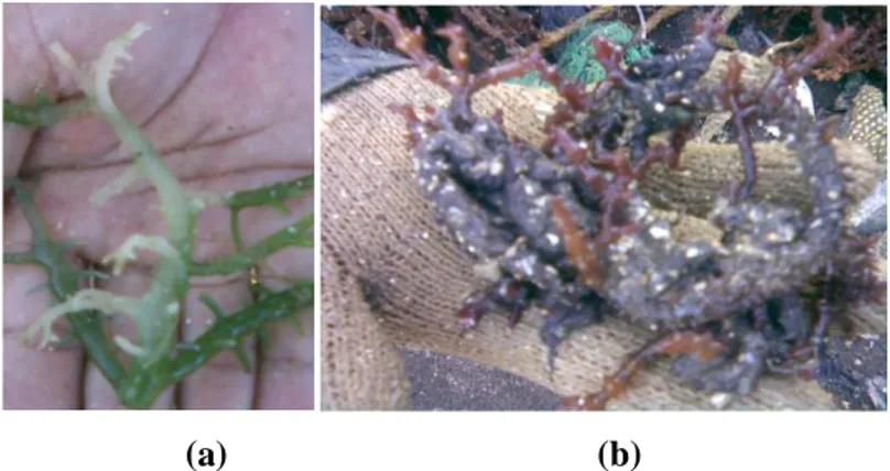 Gambar 1. Rumput laut yang terinfeksi ice-ice (a) dan serangan epifit (b) 