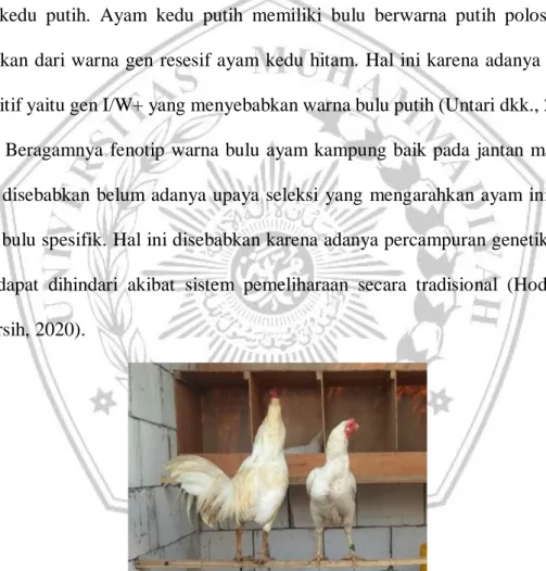 Gambar 1. Ayam Kampung Putih (Data Primer Penelitian, 2020) 