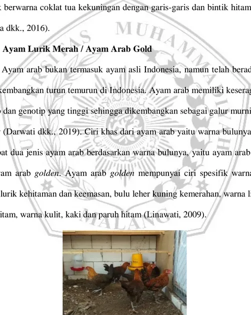 Gambar 3. Ayam Lurik Merah / Ayam Arab Gold (Data Primer Penelitian, 2020) 