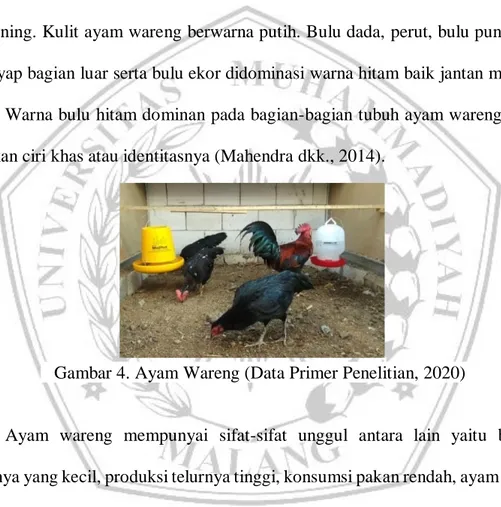 Gambar 4. Ayam Wareng (Data Primer Penelitian, 2020) 