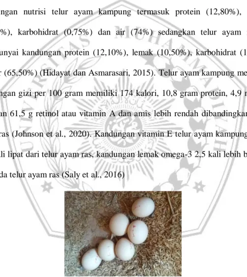 Gambar 5. Telur Ayam Kampung (Data Primer Penelitian, 2020) 