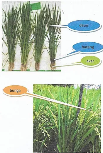 Gambar 1.   Tanaman padi ladang (padi gogo) saat memasuki fase primordial  bunga (atas) dan saat berbunga (bawah)
