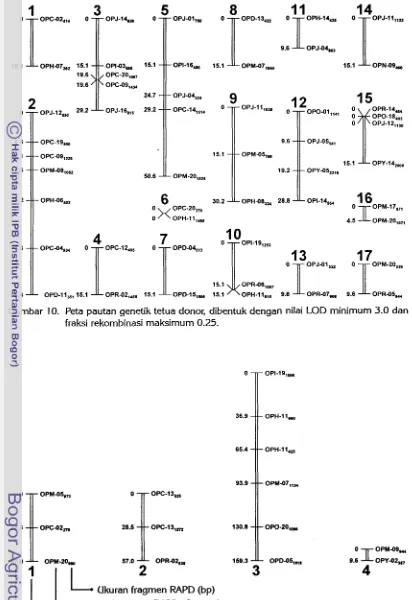 Gambar 1 1. Peta pautan genetik tetua pemulih, dibentuk dengan nilai LOD minimum 1.69 