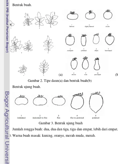 Gambar 2. Tipe daun(a) dan bentuk buah(b) 