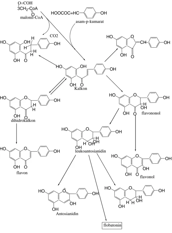 Gambar 2.1 Jalur Metabolisme Flavonoid (Robinson, 1995) 