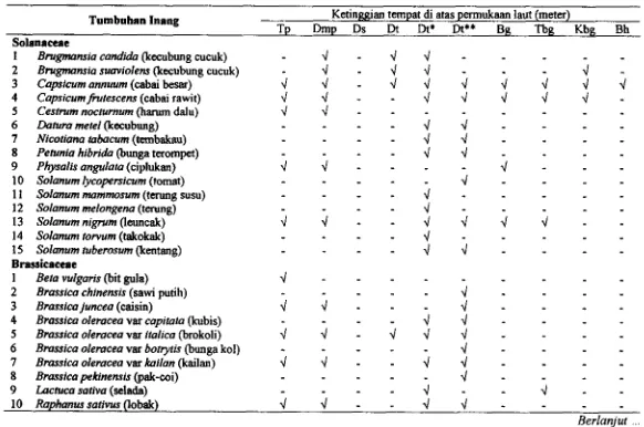 Tabel 3.3 Letak koloni Myzus persicae di tumbuhan inang 