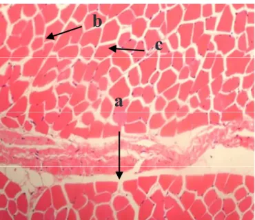 Gambar 1.  Struktur  histologis  musculus  pectoralis  profundus  sapi  bali	(HE:450x)	(a)	Serabut	otot	membujur,	(b).	Serabut  otot	melintang,	(c)	Jaringan	lemak,	(d)	Jaringan	ikat.