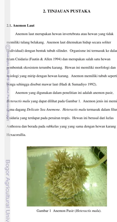 Gambar 1  Anemon Pasir (Heteractis malu).  