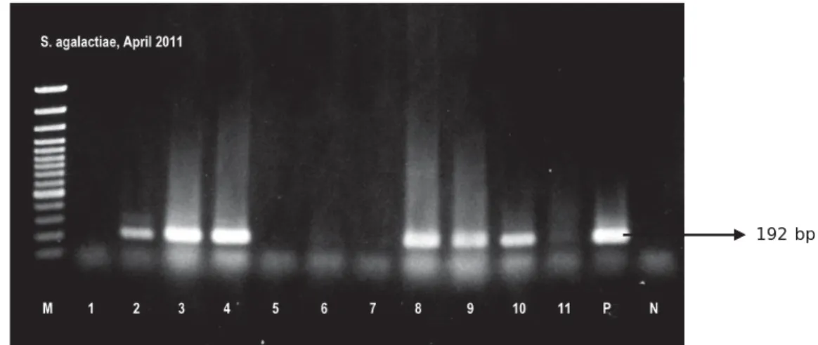 Figure 1. The result of PCR detection of  S. agalactiae  from tilapia organ tissue using heating method