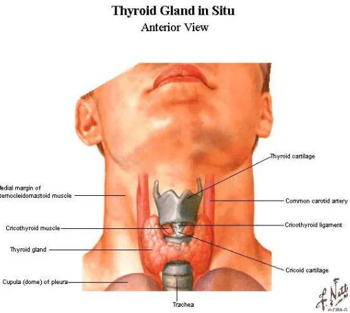 Gambar 1. Anatomi Kelenjar Tiroid Manusia 7,9 