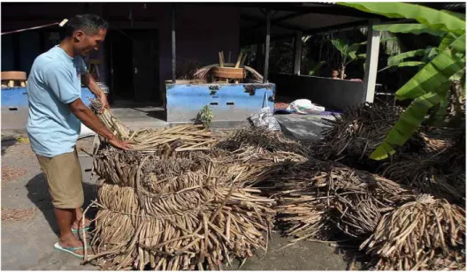 Gambar 5. Proses pemilihan yang siap untuk dianyam 