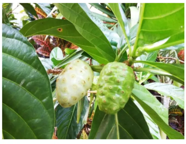 Gambar 1.  Buah Mengkudu 