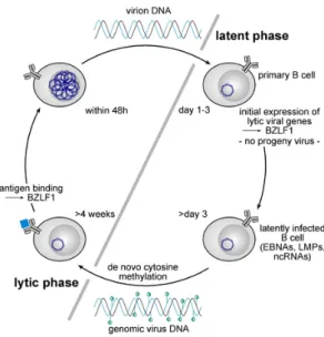 Gambar 2.4. Siklus hidup Epstein-Barr virus (journals.cambridge,2001) 