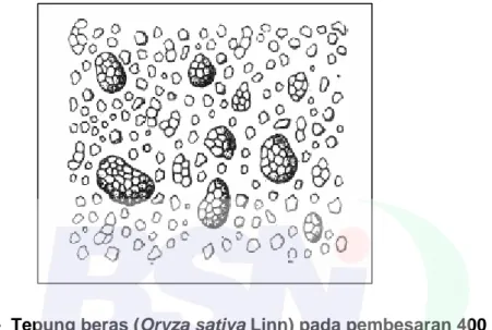 Gambar B.1  -  Tepung beras (Oryza sativa Linn) pada pembesaran 400 kali 