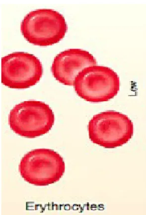 Gambar 6. Sel Darah Merah (Eritrosit)