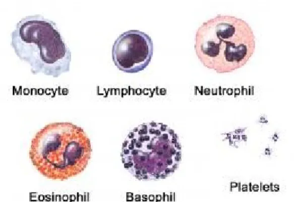 Gambar 7. Sel Darah Putih (Leukosit)