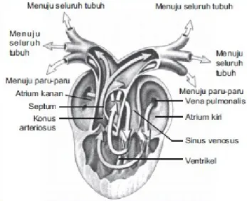 Gambar 12. Jantung Katak