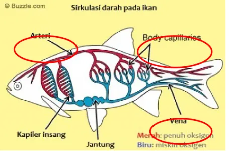 Gambar 2. Pembuluh Darah Ikan