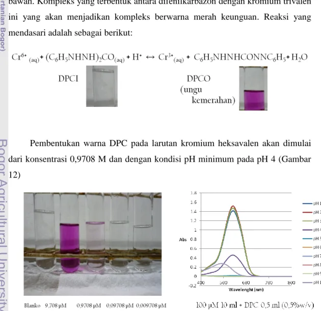 Gambar 12 Pembentukan warna DPC pada kromium heksavalen (DPC 0,5%b/b) 