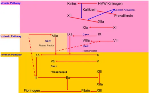 Gambar 2.3. Jalur Jalur Mekanisme Pembekuan Darah Normal  (Sumber : Peri Kamalakar; Practical Approach to A Bleeding Child.