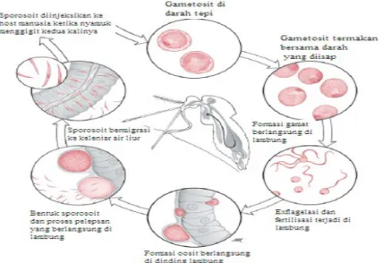 Gambar 4. Siklus Seksual Plasmodium (Diambil dari kepustakaan 8)