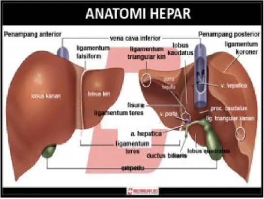 Gambar 2.2 Anatomi hepar (www.doctorology.net) 