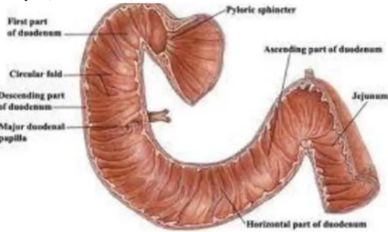 Gambar 1. Anatomi Duodenum ( dikutip dari www.netterimages.com) 