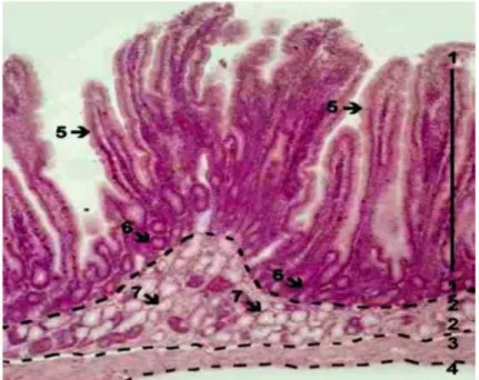 Gambar  2.  Histologi  Duodenum  dengan  Pewarnaan  HE.    Keterangan  (1)  tunika  mukosa,  (2)  tunika  submukosa,  (3)  tunika  muskularis,  (4) tunika serosa, (5) vili, (6) kripta pada mukosa, (7) kelenjar  Brunner pada submukosa (Gunin, 2000 dan Gartn