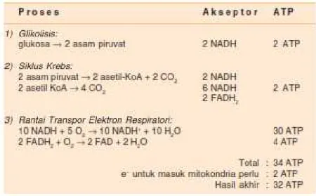 Tabel 2.1 Jumlah Energi yang Dihasilkan Metabolisme Karbohidrat 