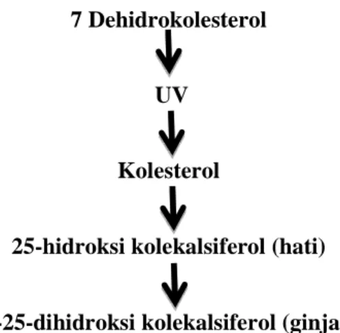 Gambar 2.6 Metabolisme Vitamin D 7 Dehidrokolesterol