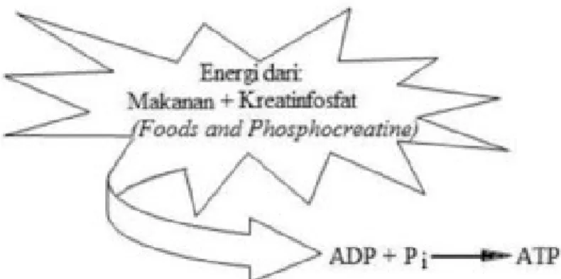 Gambar  2.ATP  dipecah  menjadi  ADP  dan  Pi.Energi  yang  dilepaskan  dari  hasil  pemecahan  ATP  digunakan  untuk  kerja  biologis.(Diterjemahkan  dari:  Sports  Physiology,  Richard W.Bowers 1992)
