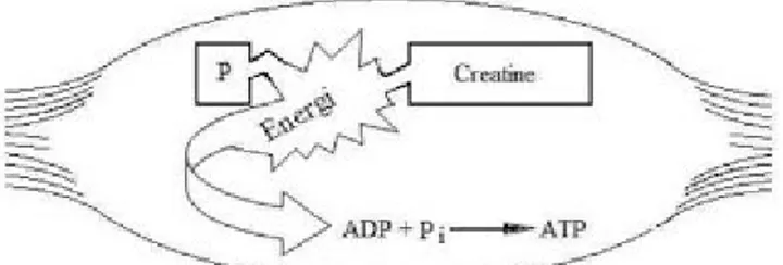 Gambar 4. Molekul PC= phospho creatine (kreatinfosfat). (Diterjemahkan dari: Sports  Physiology, Richard W.Bowers 1992)