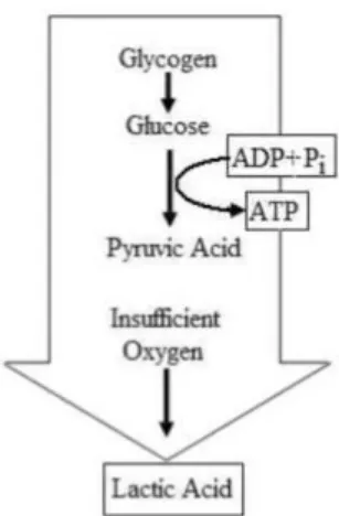 Gambar 6.Glikolisis anaerobik (anaerobic glycolysis) dalam sel otot. (Dikutip   dari  buku: The Physiological Basis Of Exercise and Sport