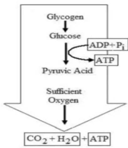 Gambar 7.Glikolisis aerobik (aerobic glycolysis) dalam sel otot. (Dikutip dari buku: 